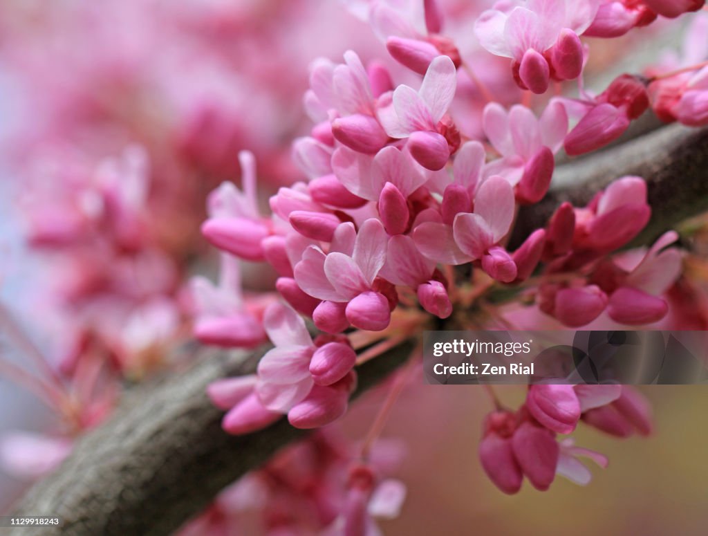 Pink Spring Time Pink Flowers In Springtime High-Res Stock Photo - Getty Images