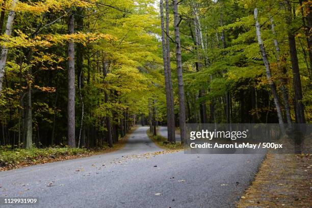 woodland scene - washington state road stock pictures, royalty-free photos & images