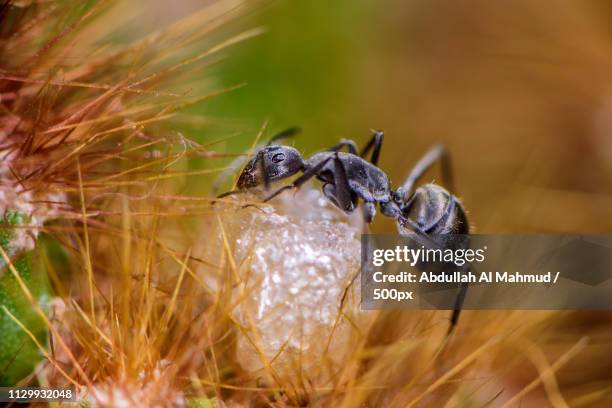 Ants On Food Photos and Premium High Res Pictures Biology Diagrams
