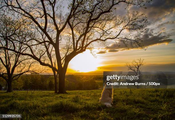 priceless sunset with man's best friend - loudoun county stock pictures, royalty-free photos & images