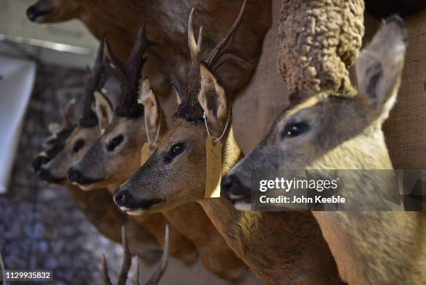 Taxidermy animal heads on display at the Great British Shooting Show at NEC Arena on February 15, 2019 in Birmingham, England. The show is the UK’s...