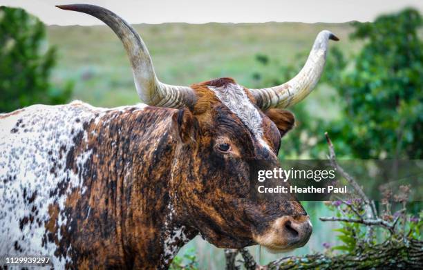 texas longhorn cattle on the open prairie - longhorn ストックフォトと画像