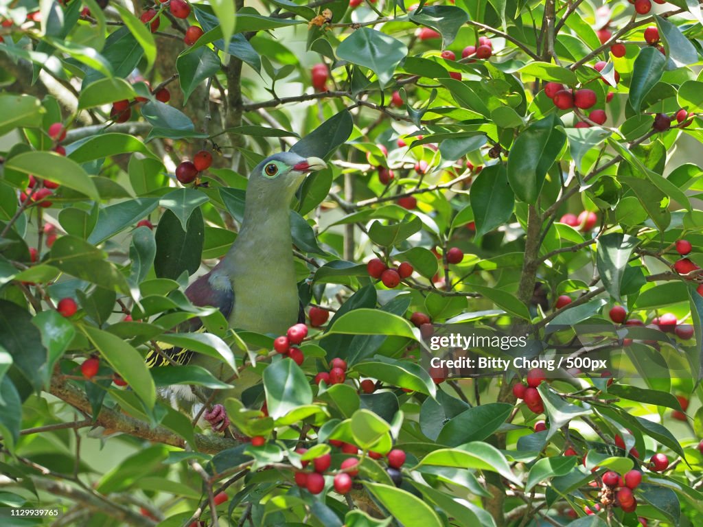 Thick-Billed Green Pigeon