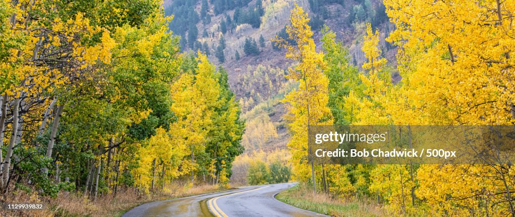 View of road in forest in autumn