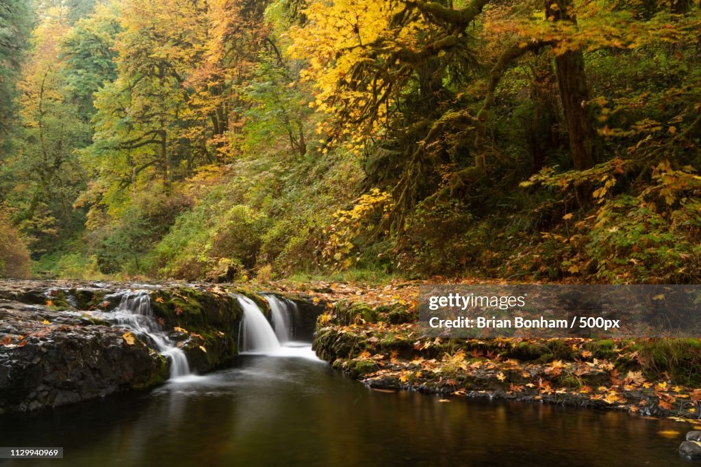 Autumn Scene