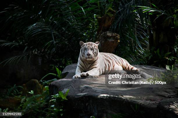 white tiger kisha - singapore zoo stock pictures, royalty-free photos & images