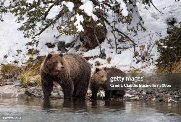grizzly bear mother and cub - grizzly bear stock pictures, royalty-free photos & images