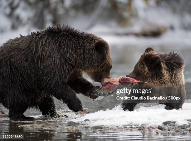 grizzly bear mother and cub sharing a meal - sow bear stock pictures, royalty-free photos & images