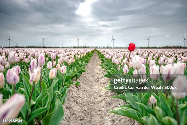 special tulips on field under dark clouds - rosa cor stock-fotos und bilder
