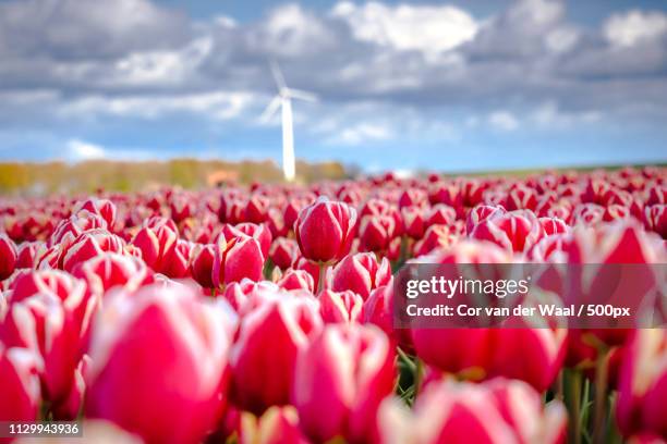 blooming tulips during spring - cor de rosa fotografías e imágenes de stock