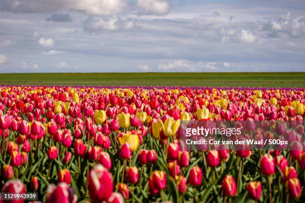 typical holland, blooming tulips during spring - rosa cor stock-fotos und bilder