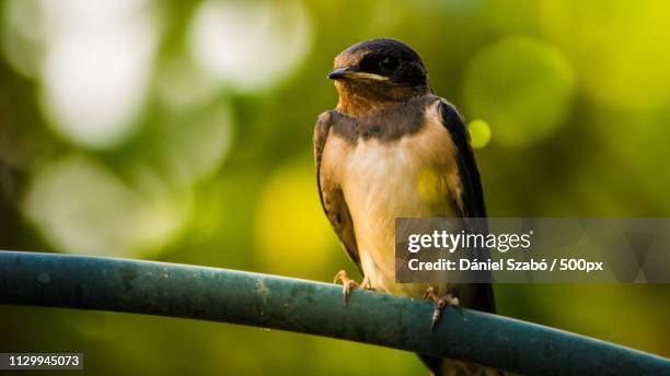close up of bird standing on branch - riparia riparia stock pictures, royalty-free photos & images
