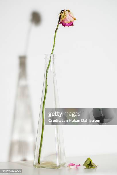 vase with dead rose and shadow on the wall - sadness death stock pictures, royalty-free photos & images