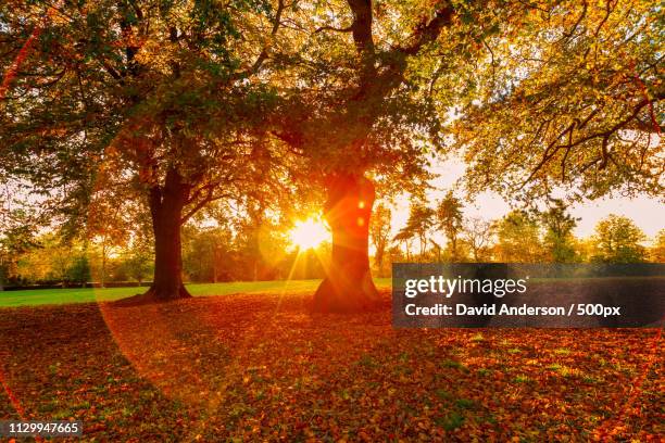 autumn sunshine - castagno foto e immagini stock