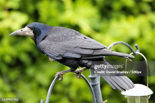 close-up of rook (corvus frugilegus) - rook - fotografias e filmes do acervo