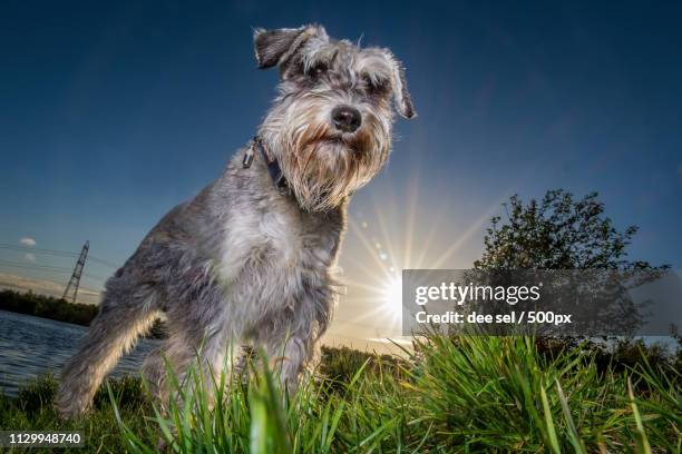 portrait of miniature schnauzer standing on grass with setting sun in background - schnauzer stock pictures, royalty-free photos & images