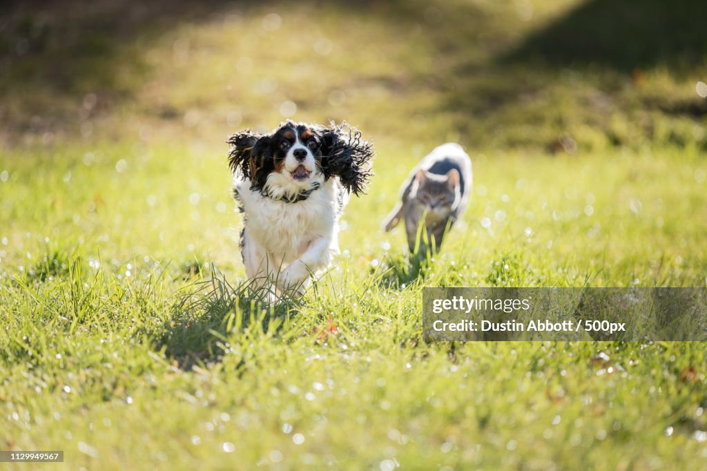 Dog and cat running on grass