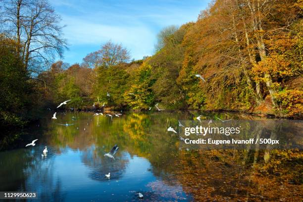 Gledhow Stream 12 Gledhow Stock Photos, High-Res Pictures, and Images - Getty Images