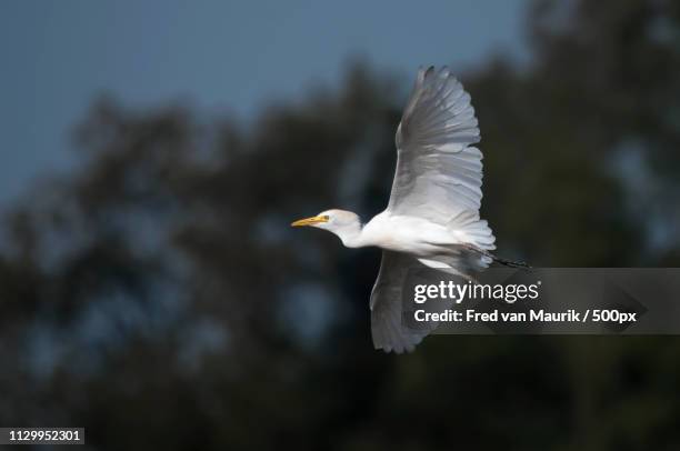 cattle egret - abuko nature reserve stock pictures, royalty-free photos & images