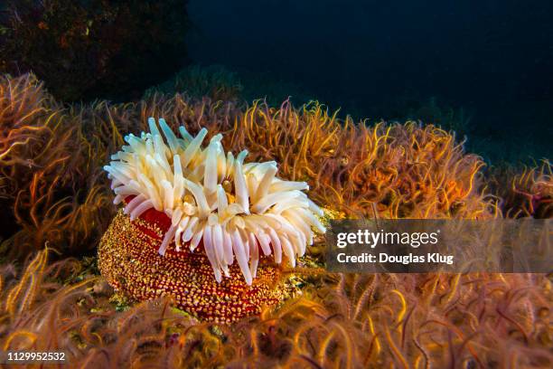 anemonejune22-18 - ophiotrix spiculata fotografías e imágenes de stock