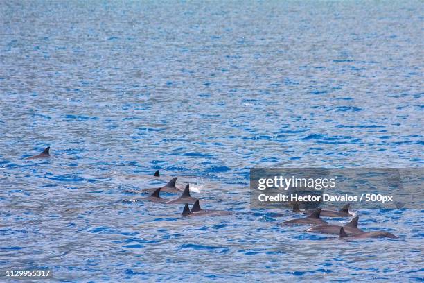 dolphins in blue water - hector dolphin stock pictures, royalty-free photos & images