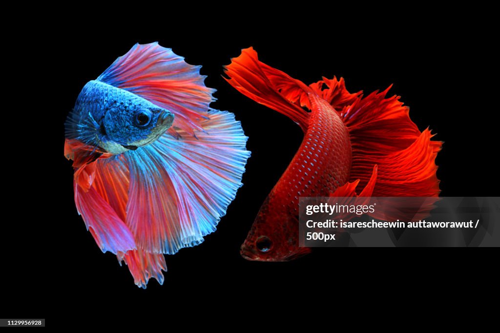 Colorful Betta Fish
