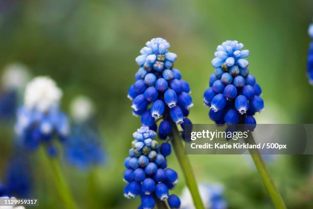 muscari blooms - muscari botryoides stock pictures, royalty-free photos & images