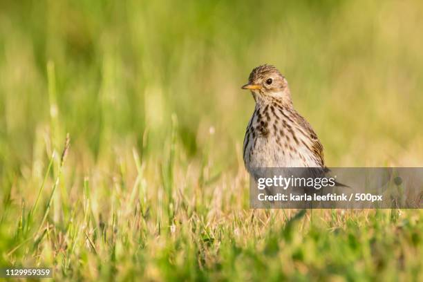 meadow pipit - zangvogel photos et images de collection