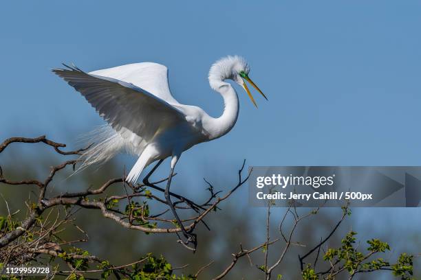 top of the roost - whooping crane stock pictures, royalty-free photos & images