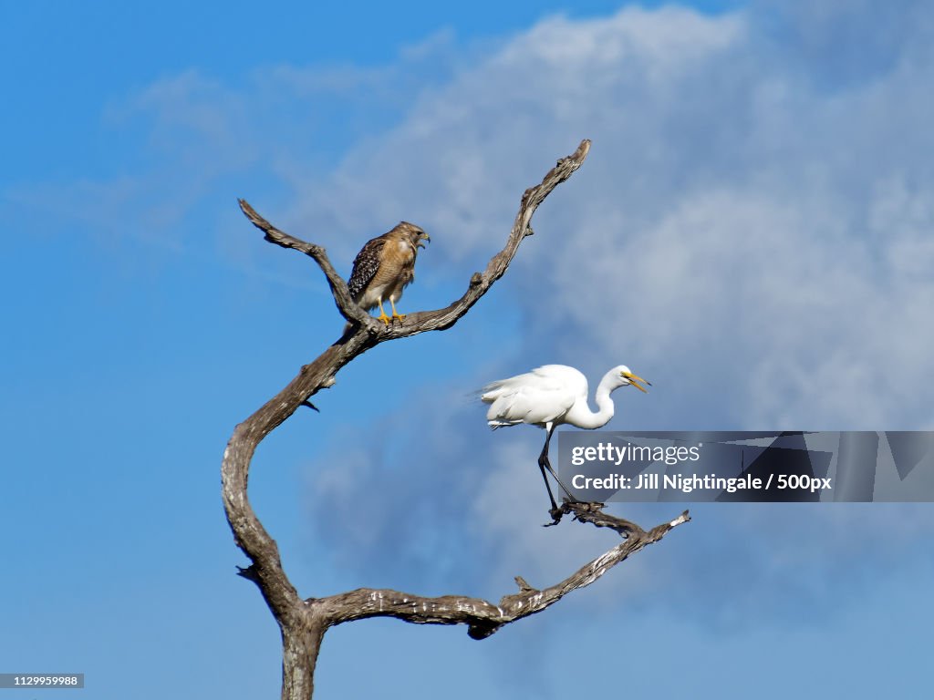 Squawing Together