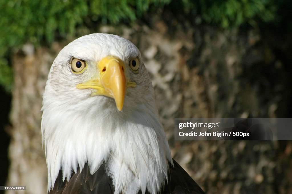Bald Eagle