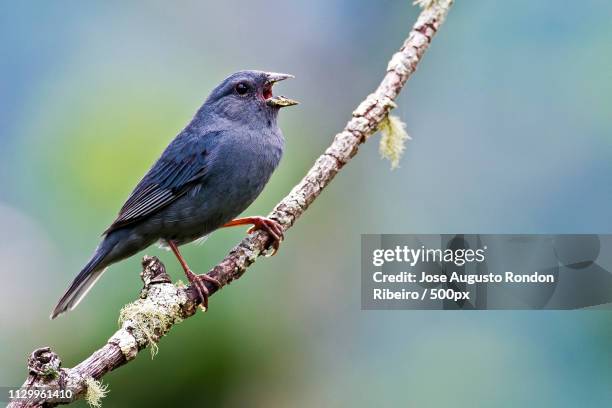 Bird Singing On Branch High-Res Stock Photo