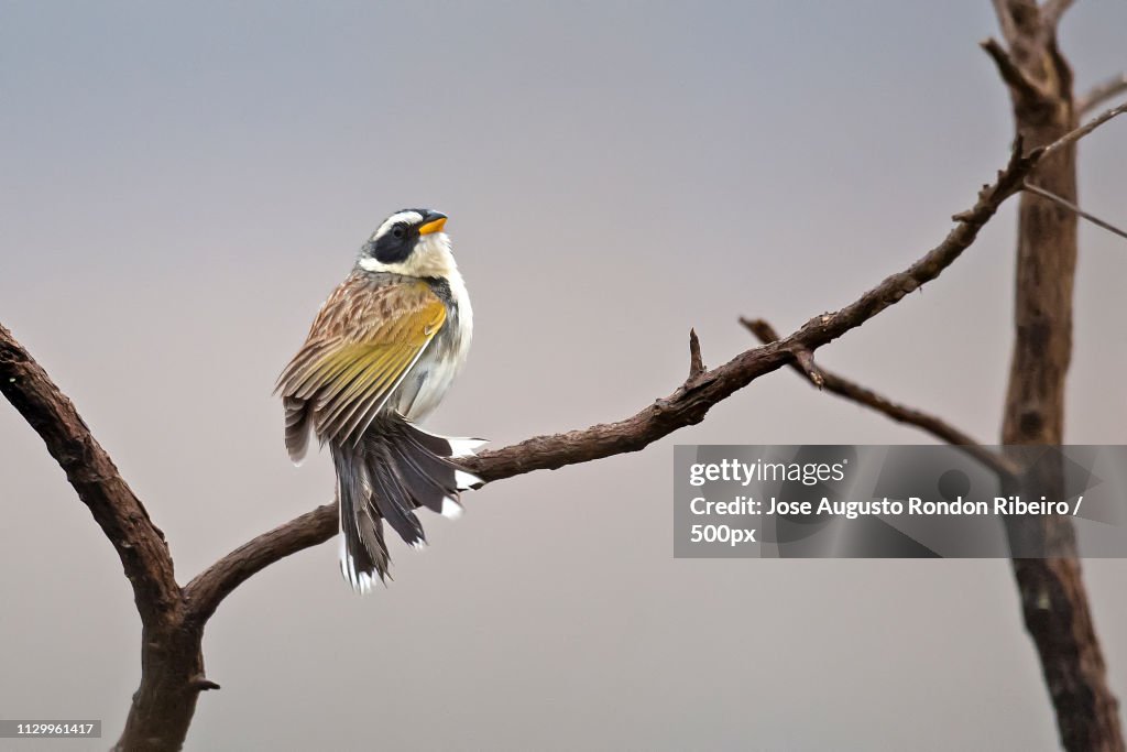 Close up of black-masked finch (Coryphaspiza melanotis) standing on branch