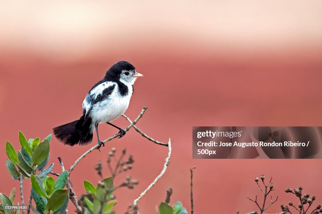 Close up of cock-tailed tyrant (Alectrurus tricolor)