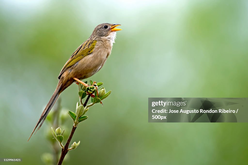 Close-up of bird on branch