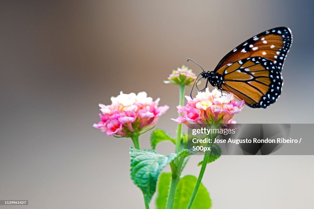 Close-up of butterfly on flower