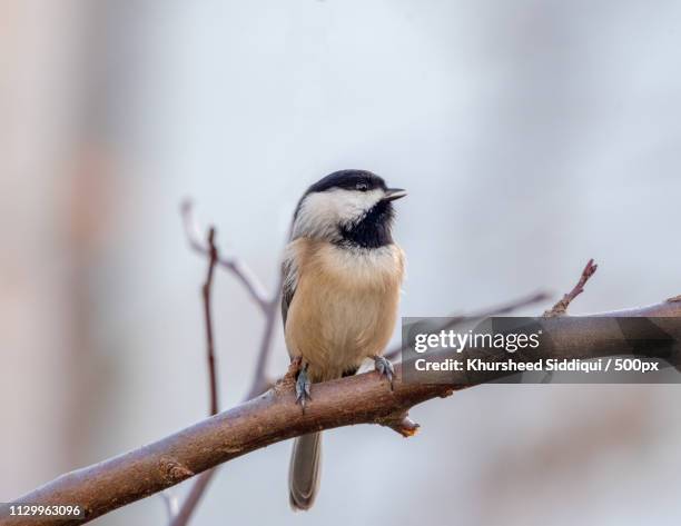 black capped chickadee - singing - chickadee nest stock pictures, royalty-free photos & images