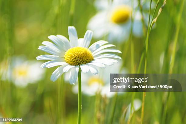 flower - camomille stock pictures, royalty-free photos & images