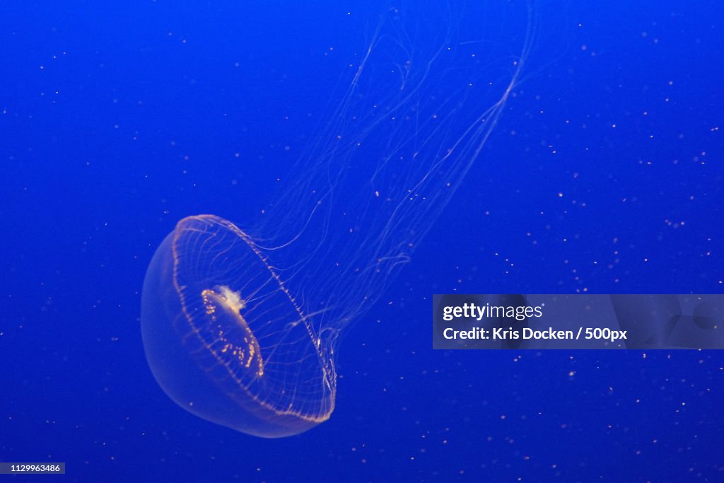 Monterey Bay Aquarium