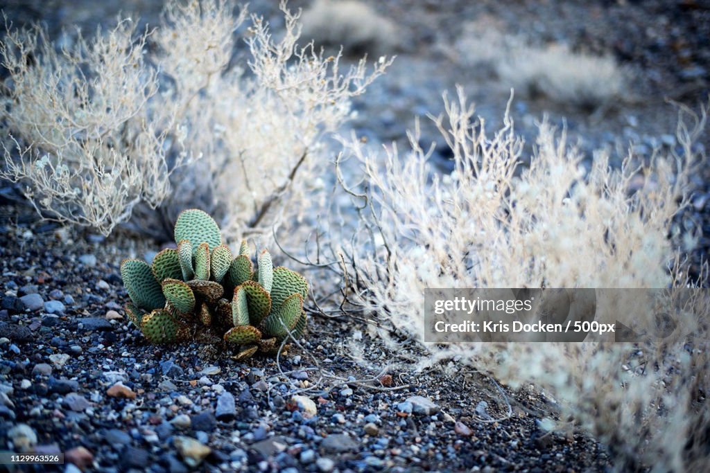 Death Valley Fall 2018