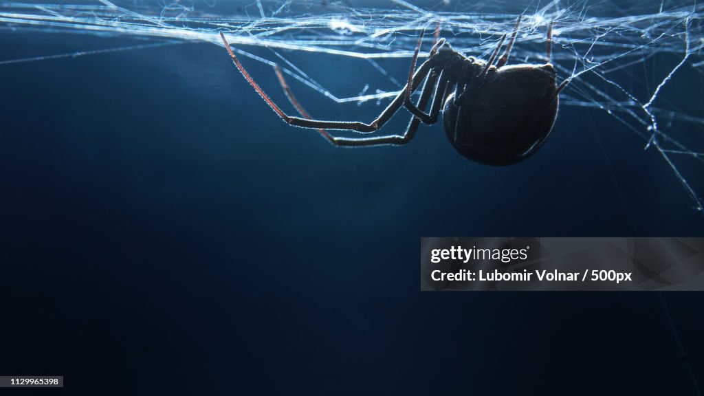 Black widow and spiderweb