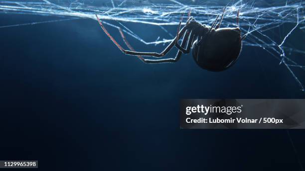 black widow and spiderweb - black widow spider stock pictures, royalty-free photos & images