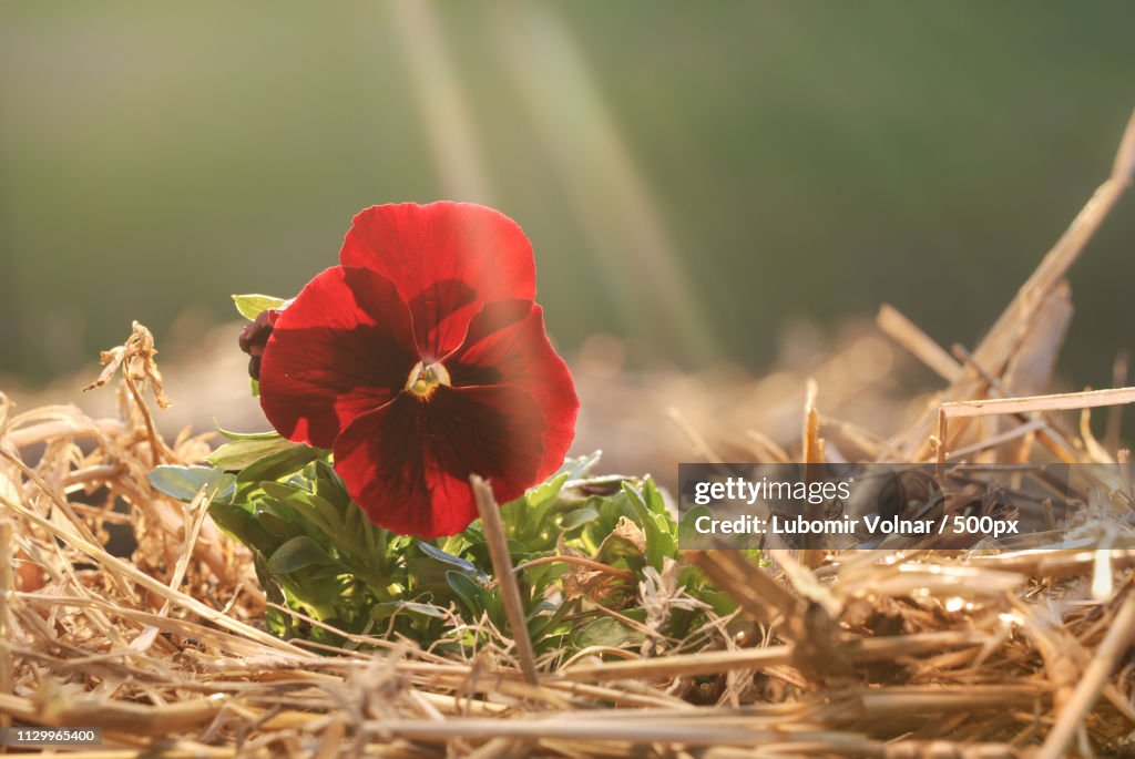 Pansy Sunbathing