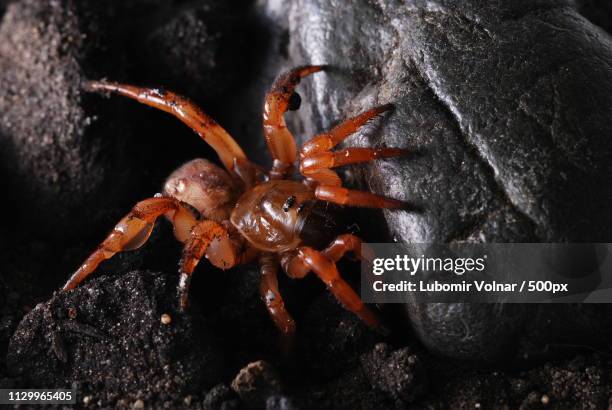 trapdoor spider - trapdoor spider stock pictures, royalty-free photos & images