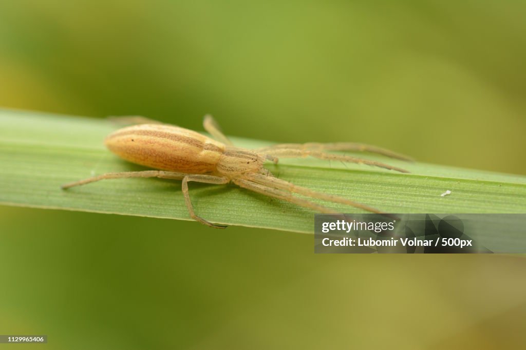 Spider On A Swampgrass