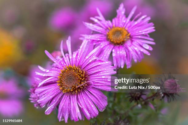 herbst-aster - herbstaster stock pictures, royalty-free photos & images
