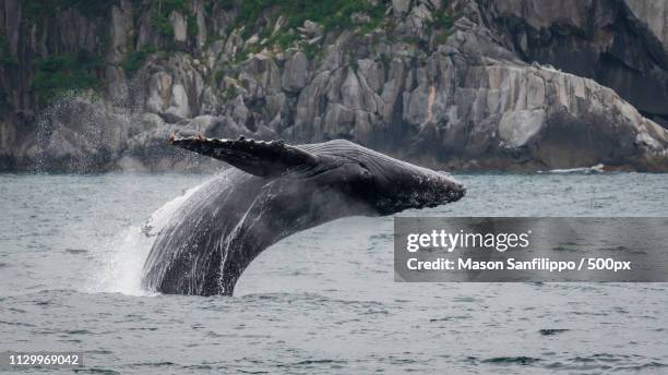 humpback breaching - península antártica fotografías e imágenes de stock