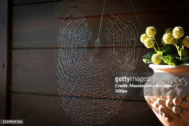 wet spider web - ragnatela stock pictures, royalty-free photos & images