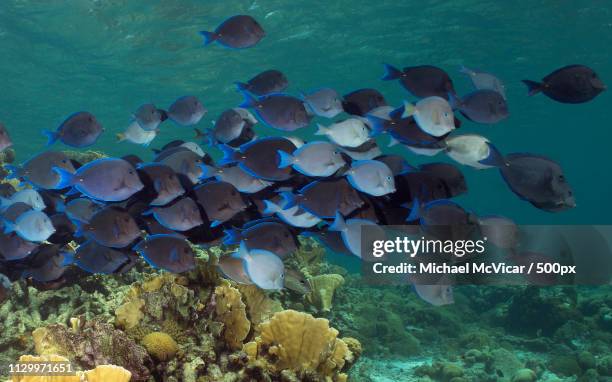 marauding school of atlantic blue tangs - atlantic blue tang stock pictures, royalty-free photos & images