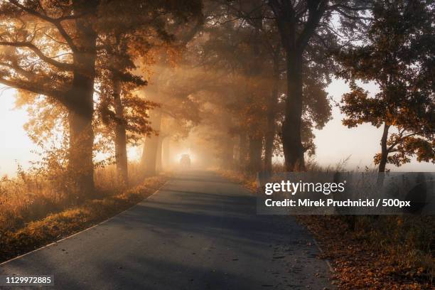 autumn mood - coast live oak stock pictures, royalty-free photos & images